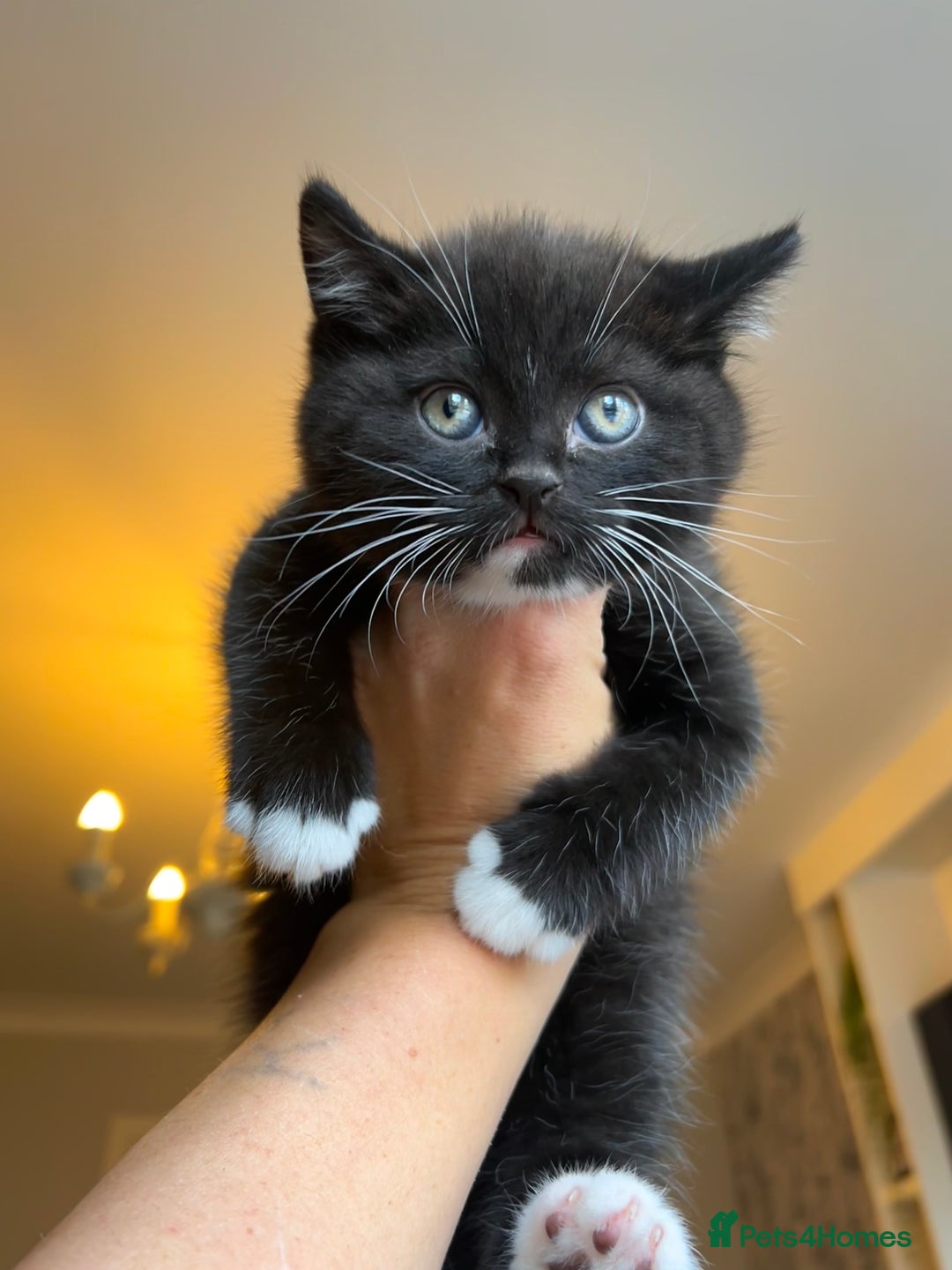 British Shorthair cats for sale: Adorable kittens ready to go 💙🩷 - Image 2
