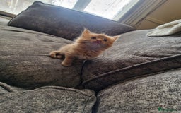 Mixed Breed cats for sale: 1 beautiful male kitten last of the litter  - Image 13
