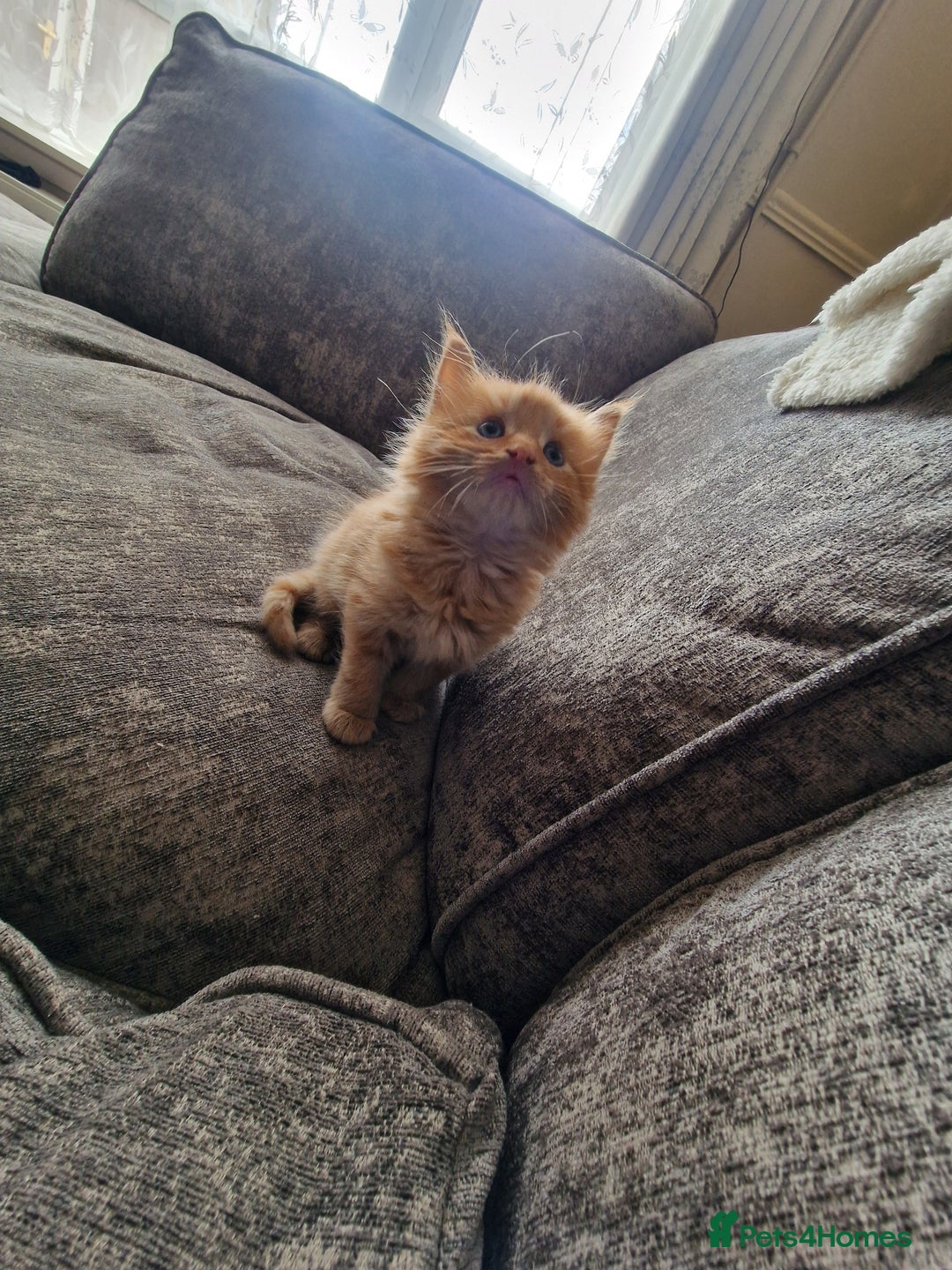 Mixed Breed cats for sale: 1 beautiful male kitten last of the litter  - Image 13