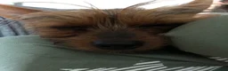 Yorkshire Terrier dogs for sale: 5 year old very small yorkie for sale  - Advert 2