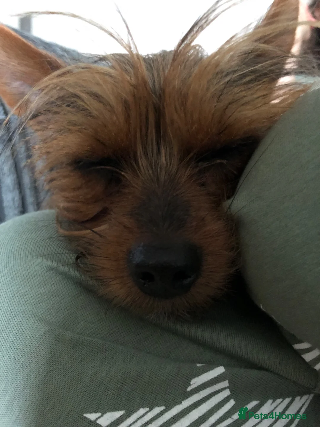Yorkshire Terrier dogs for sale: 5 year old very small yorkie for sale  - Advert 2