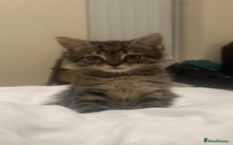 Mixed Breed cats for sale: Kitten available  - Image 3