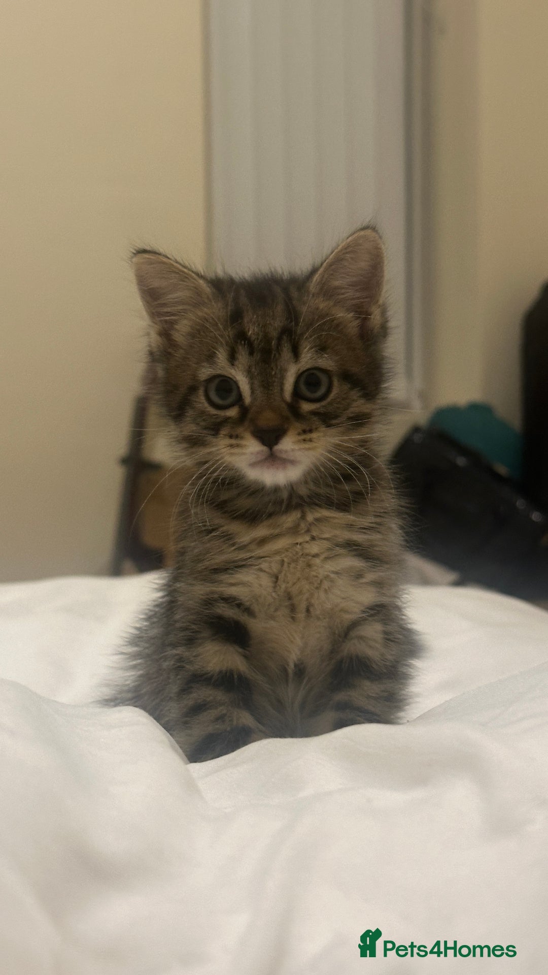Mixed Breed cats for sale: Kitten available  - Image 3