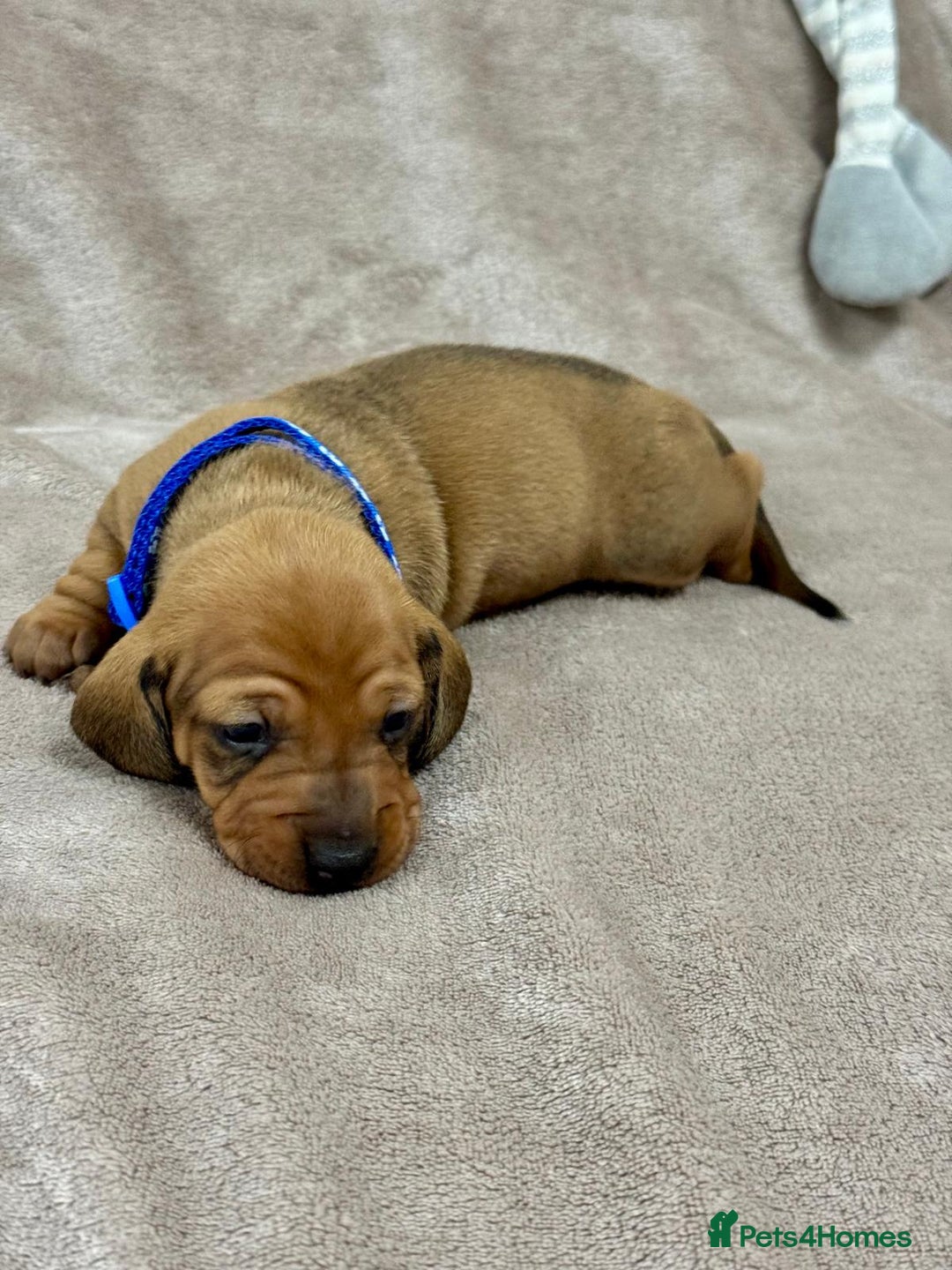 Miniature Dachshund dogs for sale: Beautiful miniature dachshund litter - Advert 20