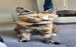 Mixed Breed cats for sale: Mixed breed, both female, ready to go now! - Image 11