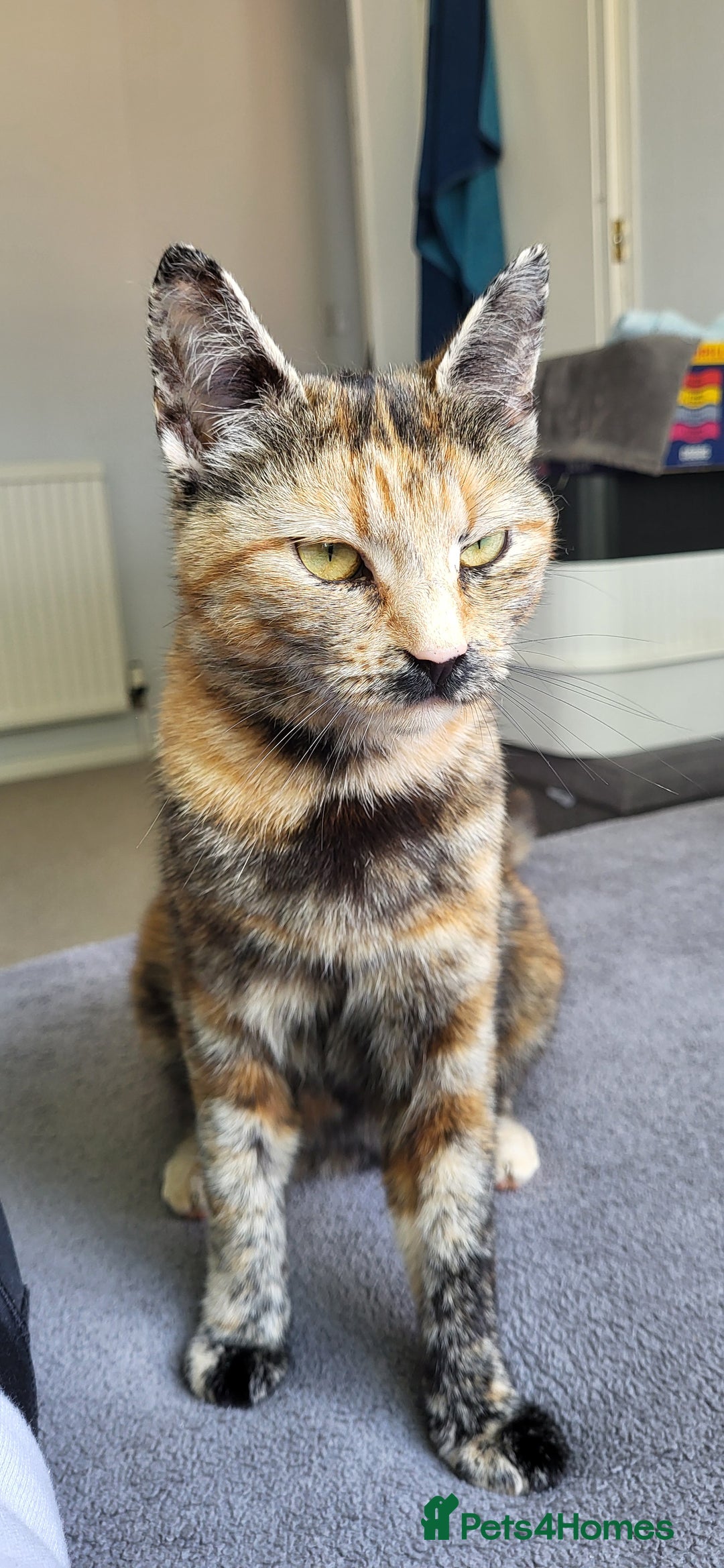 Mixed Breed cats for sale: Mixed breed, both female, ready to go now! - Image 11