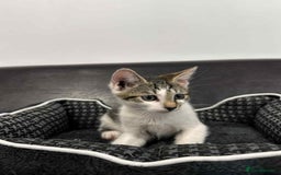 Mixed Breed cats for adoption: Freddy for adoption - Image 2