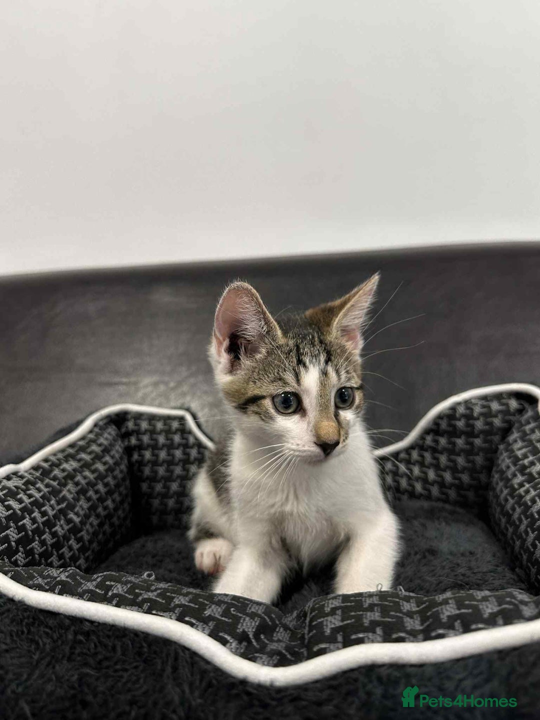 Mixed Breed cats for adoption: Freddy for adoption - Image 2
