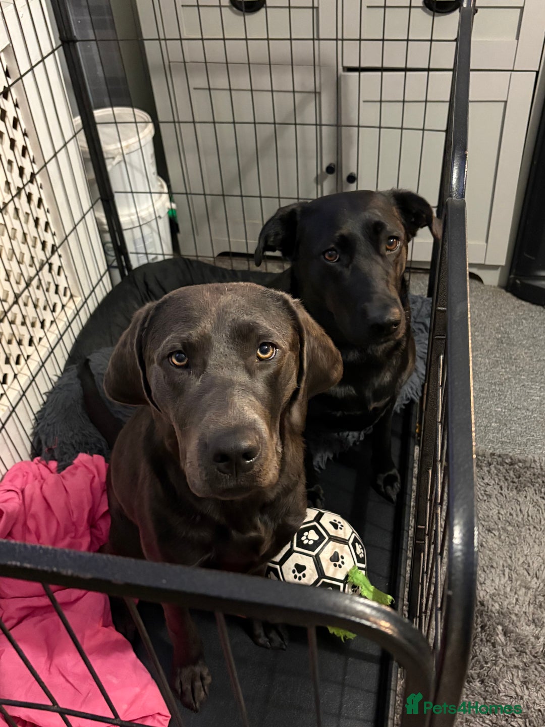 Labrador Retriever dogs for sale: Gorgeous pup - Advert 1