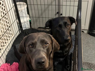 Labrador Retriever dogs Gorgeous pup - Advert 2