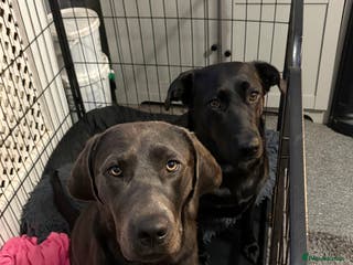 Labrador Retriever dogs Gorgeous pup - Advert 18