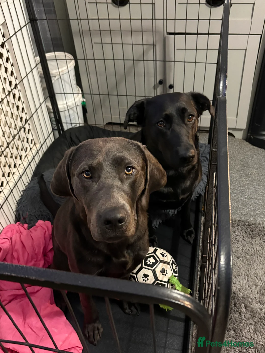 Labrador Retriever dogs for sale: Gorgeous pup - Advert 1