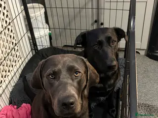 Labrador Retriever dogs Gorgeous pup - Advert 15