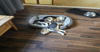 Beagle dogs - Advert 15