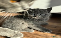Scottish Fold cats for sale: Amazing Kittens Waiting for You! Just 2 left🥰 - Image 11