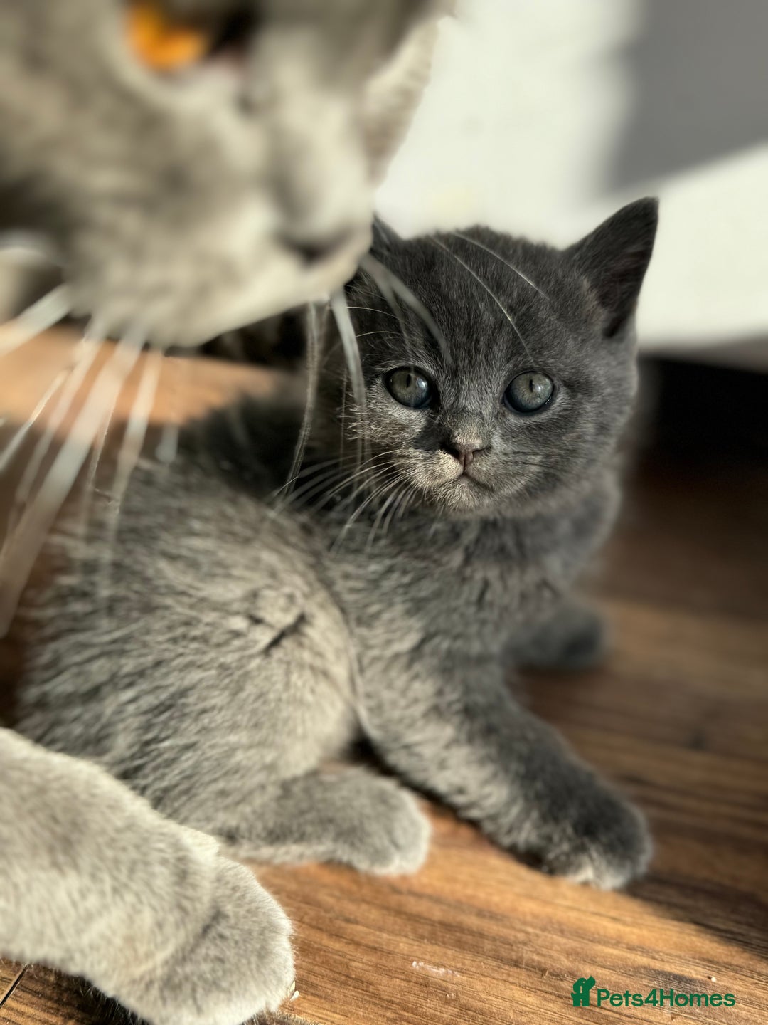 Scottish Fold cats for sale: Amazing Kittens Waiting for You! Just 2 left🥰 - Image 11
