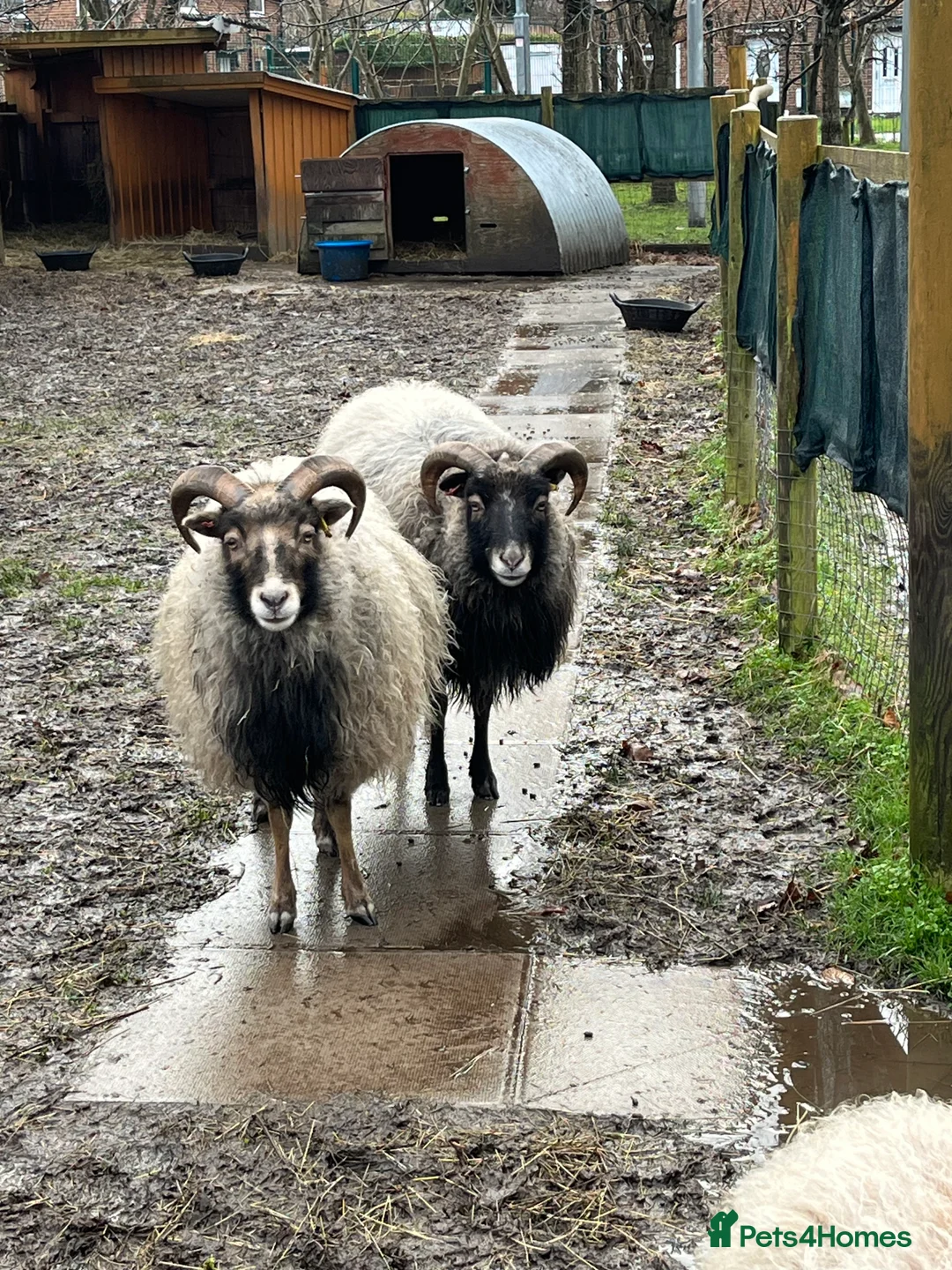 Sheep livestock for sale: 4 wethers for grass cutters- Wirral area - Advert 3