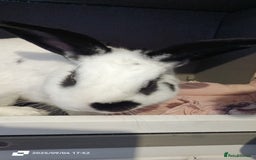 English rabbits for sale: rabbit to be given only to a loving home - Image 5