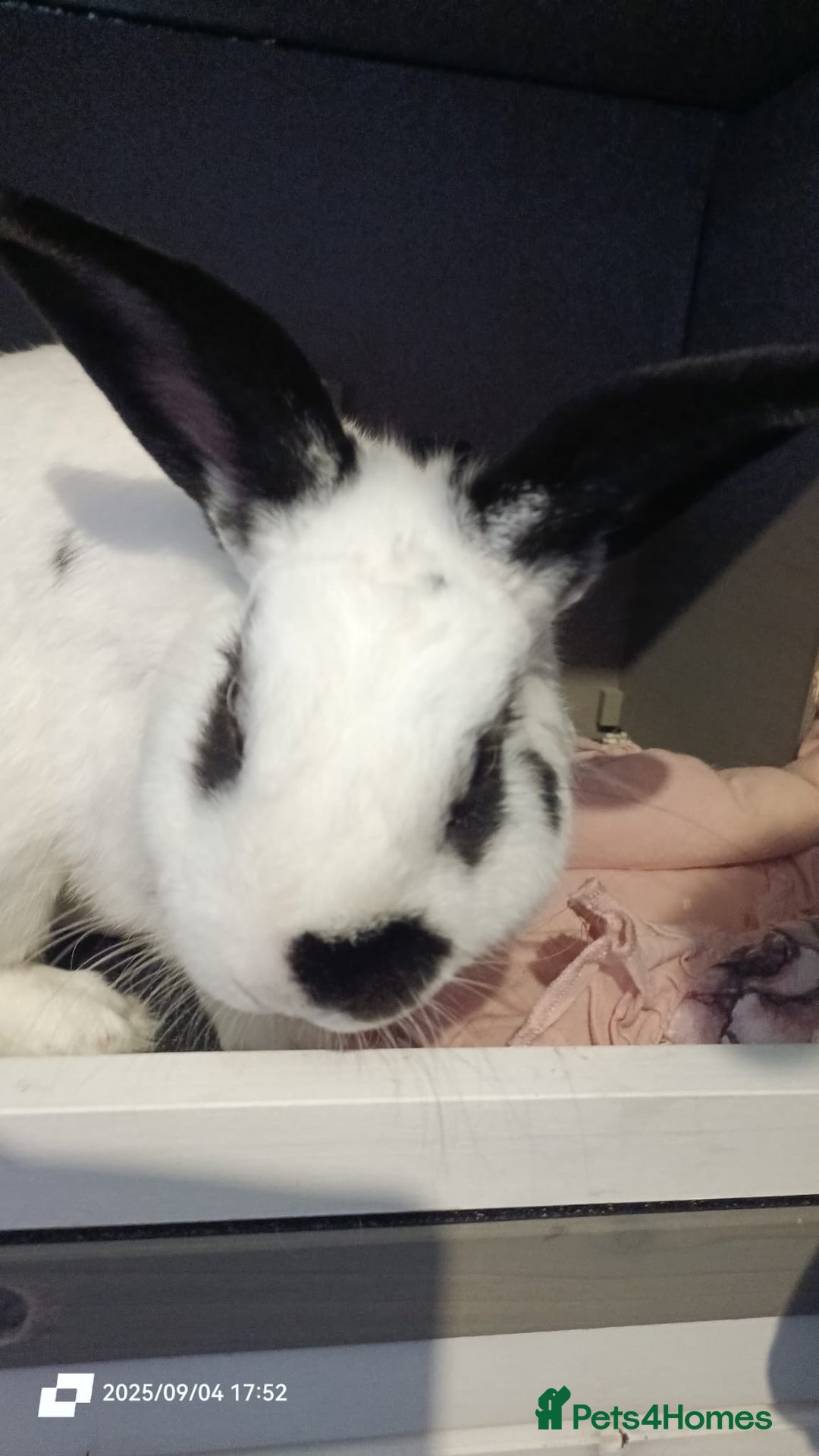 English rabbits for sale: rabbit to be given only to a loving home - Image 5