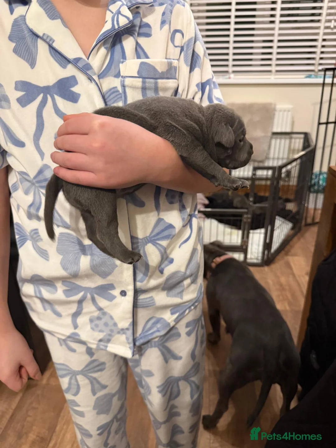 Staffordshire Bull Terrier dogs for sale: Beautiful BLUE kc registered puppies - Advert 12