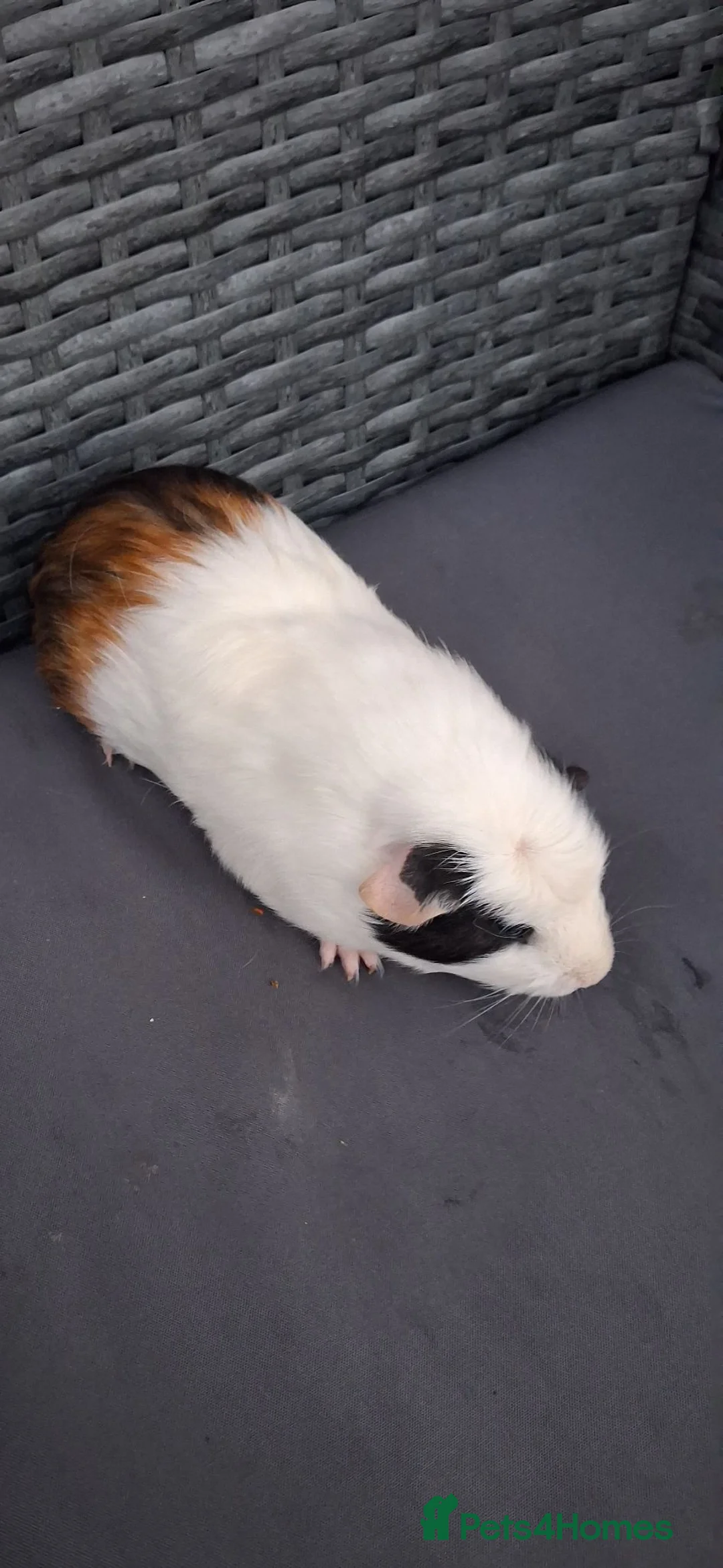 Guinea Pig rodents for sale: Baby girl guinea pigs - Advert 2