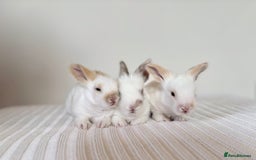Angora rabbits for sale: Fully Vaccinated Pedigree English Angoras  - Image 16