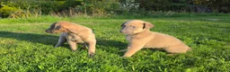 Lurcher dogs for sale: Lovely Lurcher Puppies - Advert 5