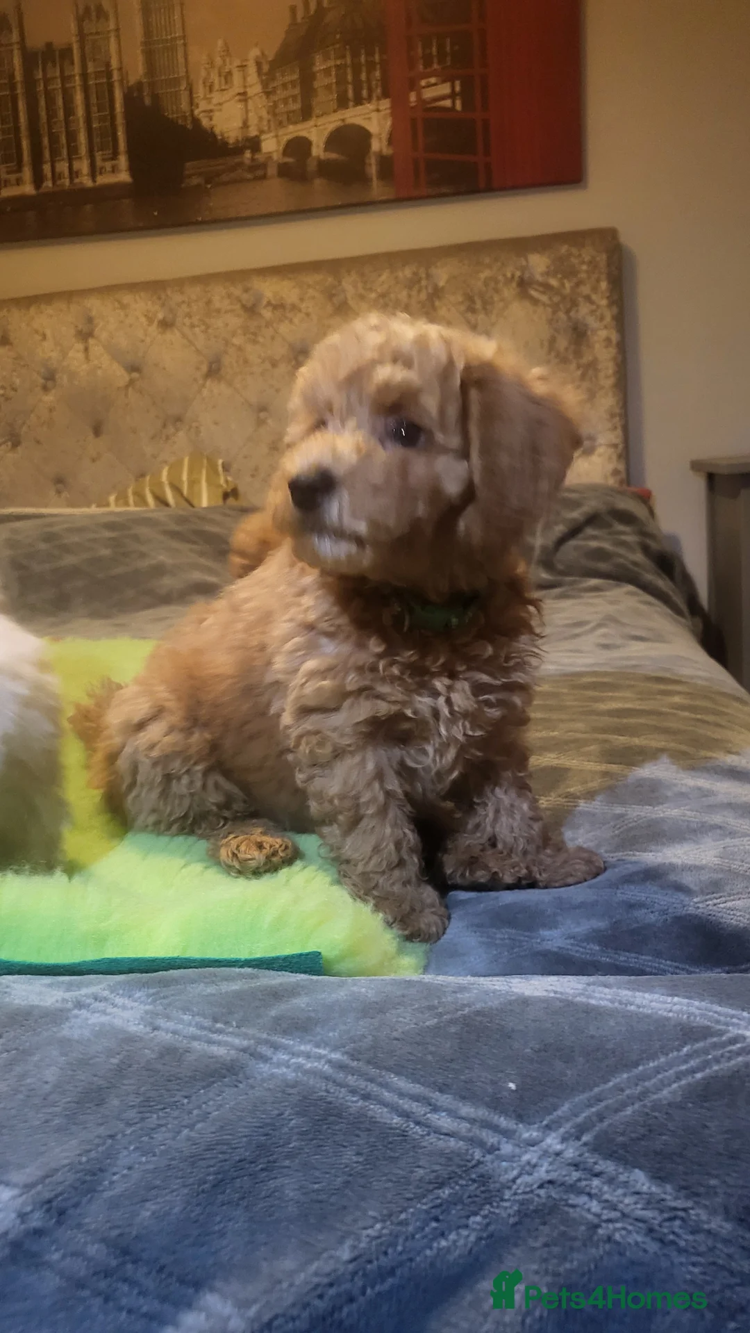 Maltipoo dogs for sale: Maltipoo  - Advert 1