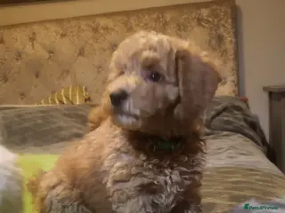 Maltipoo dogs Maltipoo - Advert 1