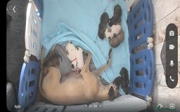 Lurcher dogs for sale: Puppy for sale - Image 2