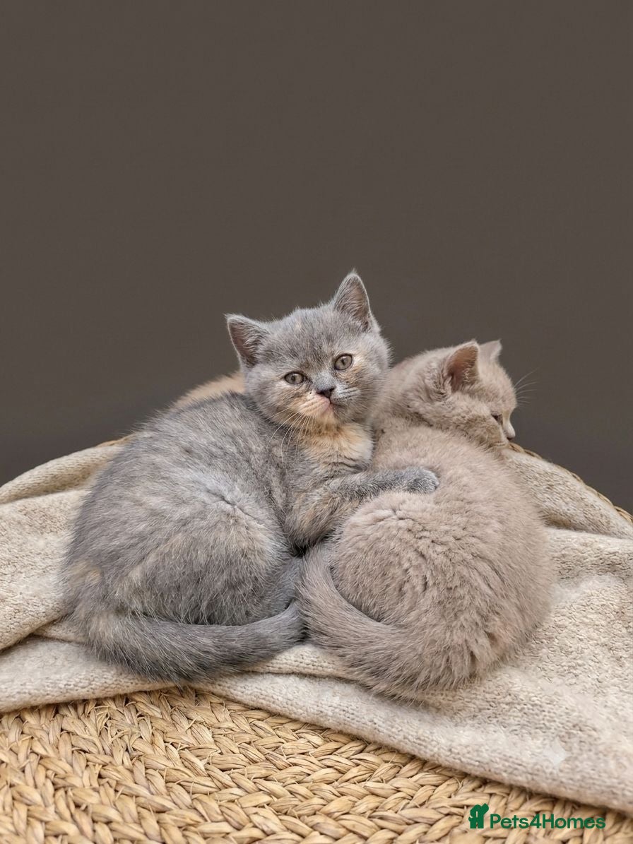British Shorthair cats Absolutely beautiful kittens looking forever homes - Advert 2