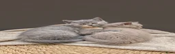 British Shorthair cats for sale: Absolutely beautiful kittens looking forever homes - Advert 13
