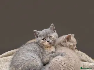 British Shorthair cats Absolutely beautiful kittens looking forever homes - Advert 2