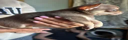 Chihuahua dogs for sale: Chihuahua puppies - Advert 6