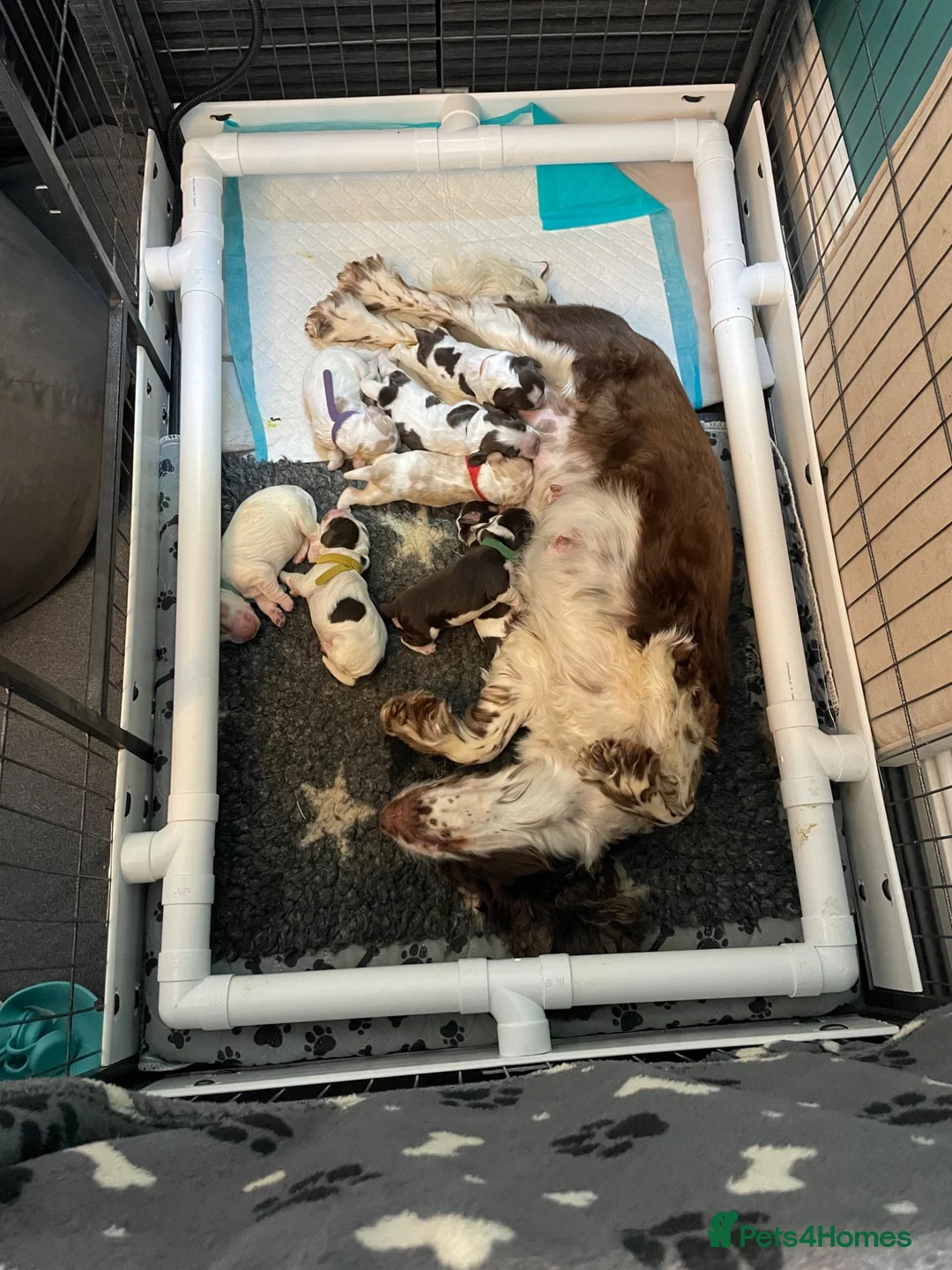 Cocker Spaniel dogs for sale: ONLY 1 STUNNING SHOW COCKER SPANIEL BOY LEFT !  - Advert 1