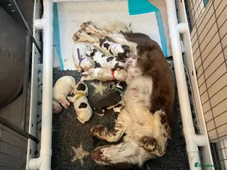Cocker Spaniel dogs ONLY 1 STUNNING SHOW COCKER SPANIEL BOY LEFT ! - Advert 2