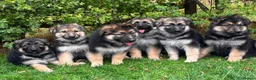 German Shepherd dogs for sale: Pedigree German shepherd puppies  in Ashford - Advert 3