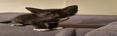 Domestic Shorthair 3