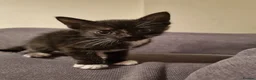 Domestic Shorthair cats for sale: Kittens for sale in Yeovil - Advert 3