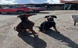Dobermann dogs for sale: Doberman puppies for sale  - Image 5