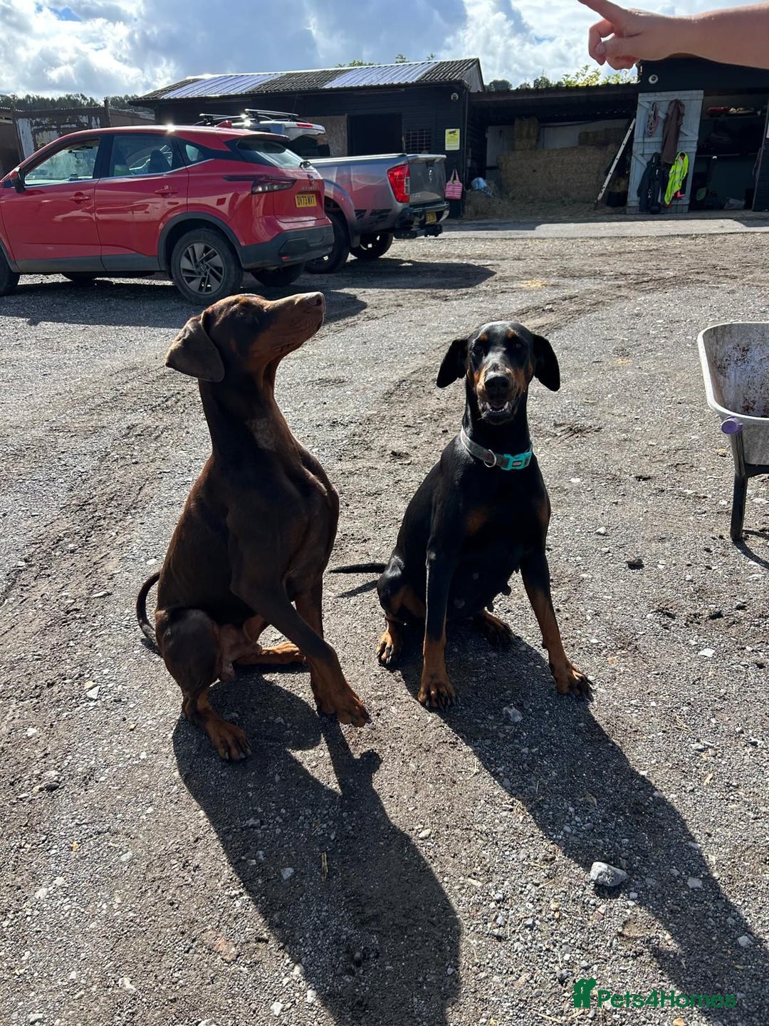 Dobermann dogs for sale: Doberman puppies for sale  - Image 5