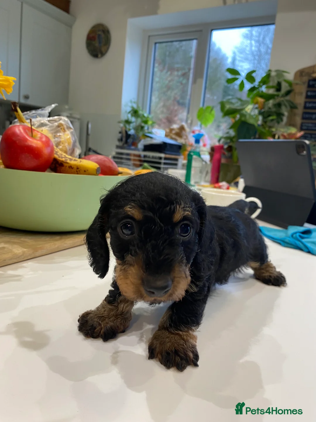 Miniature Dachshund dogs for sale: Miniature Wire-Haired Dachshund ready 18 March   in Llandovery - Advert 3