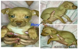 Mixed Breed dogs for sale: Siberian Husky x Pocket Bully's - Advert 18