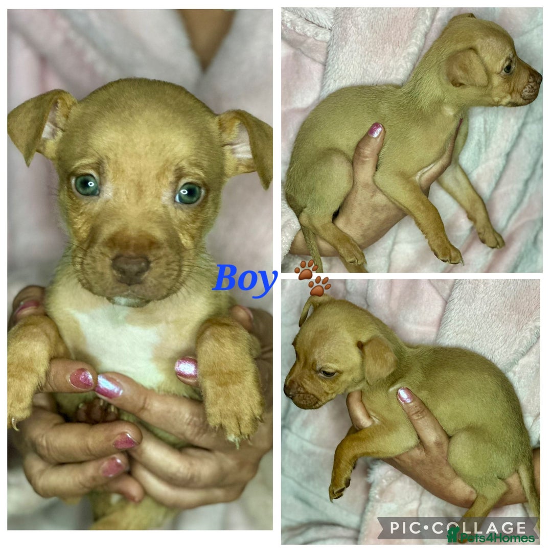 Mixed Breed dogs for sale: Siberian Husky x Pocket Bully's - Advert 18
