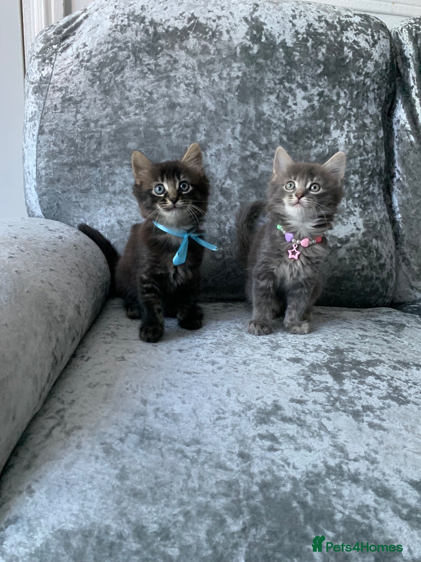 Mixed Breed cats Beautiful kittens looking for loving home - Advert 2