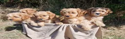Cavapoo dogs for sale: Cuddly Cavapoos Ready Now! - Advert 5