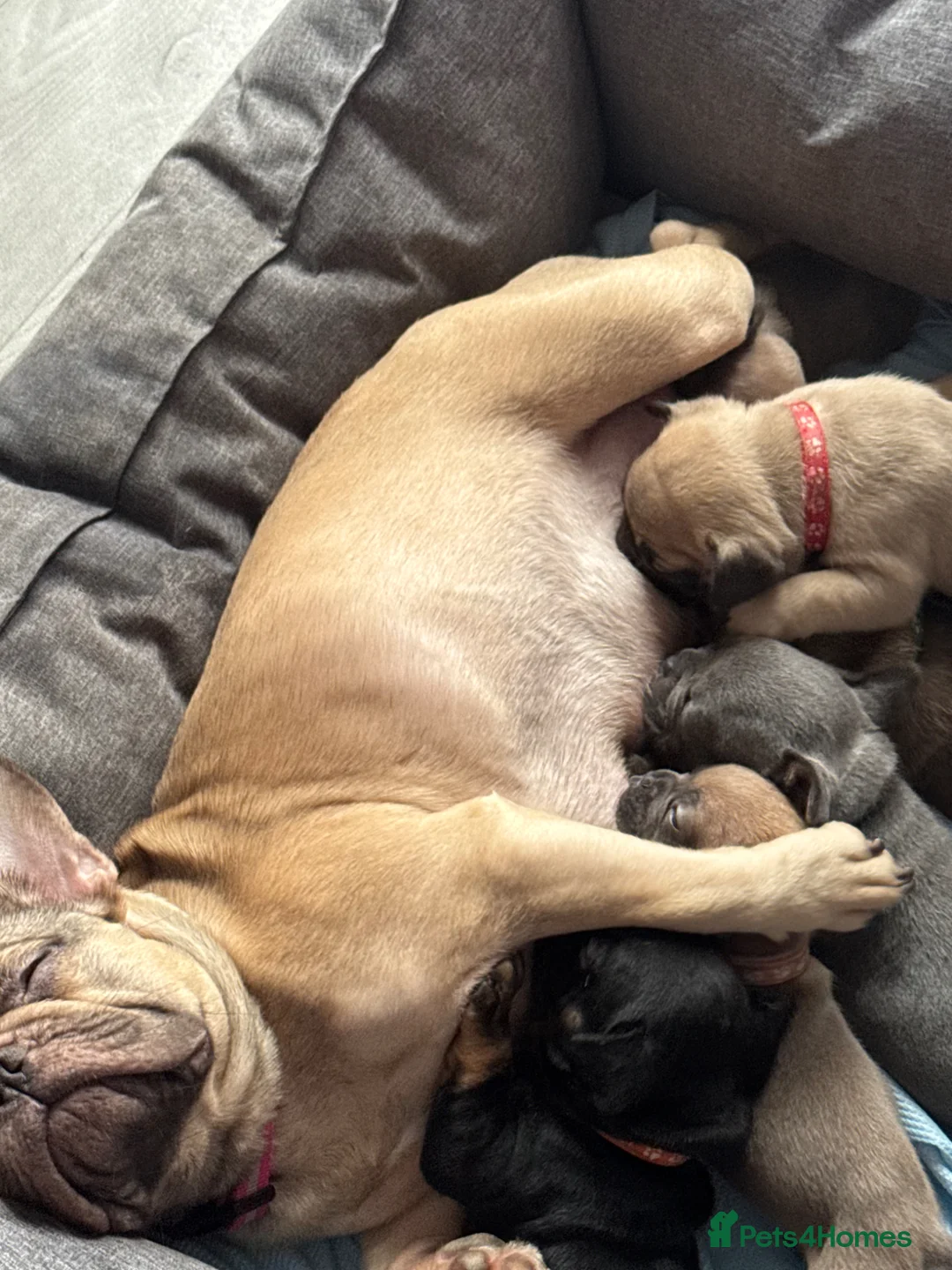 French Bulldog dogs for sale: Frenchie pupiies - Advert 5