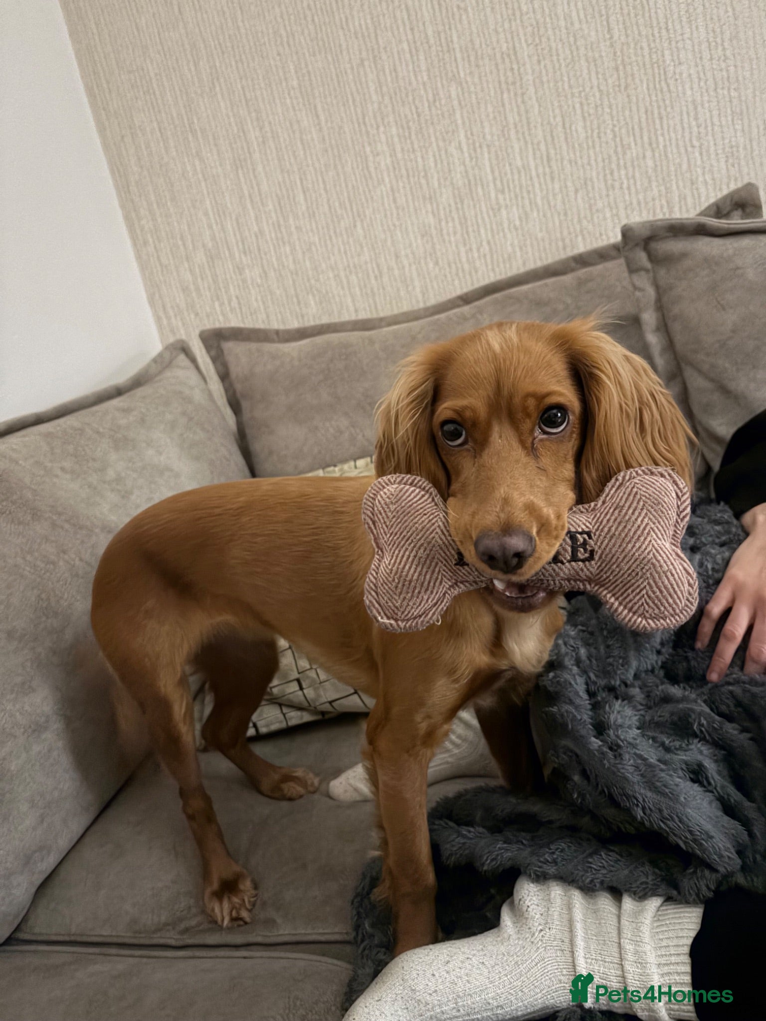 Cockapoo dogs Stunning Cockapoo Girl for Sale - Advert 2