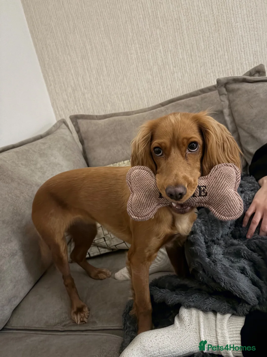 Cockapoo dogs for sale: Stunning Cockapoo Girl for Sale - Advert 2