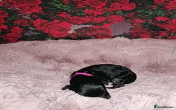 Cavapoo dogs for sale: Exceptional Cavapoo babies  - Image 12